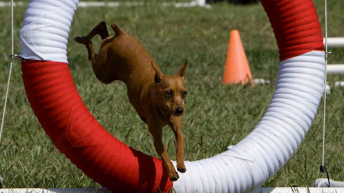 Agility Dog