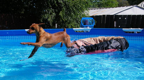 Dog Swimming