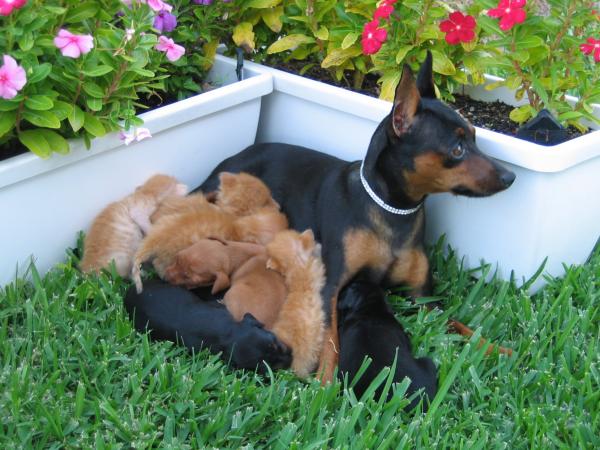 miniature-pinscher-for-sale-california